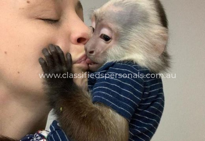 Male and female Capuchin Monkeys.'_'.1