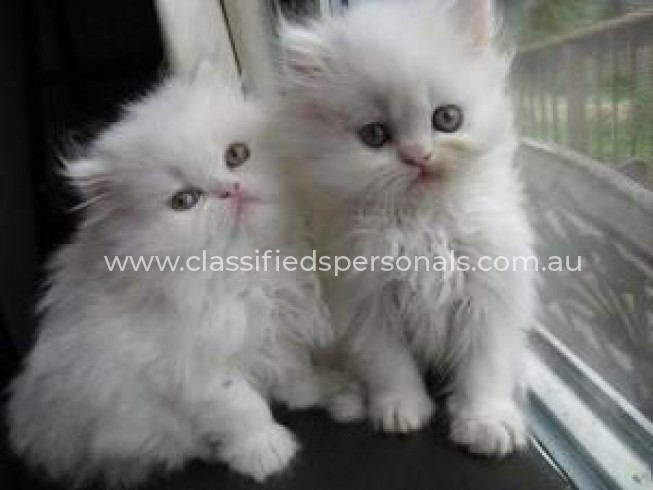 Persian Kittens Available Now for sale.'_'.1