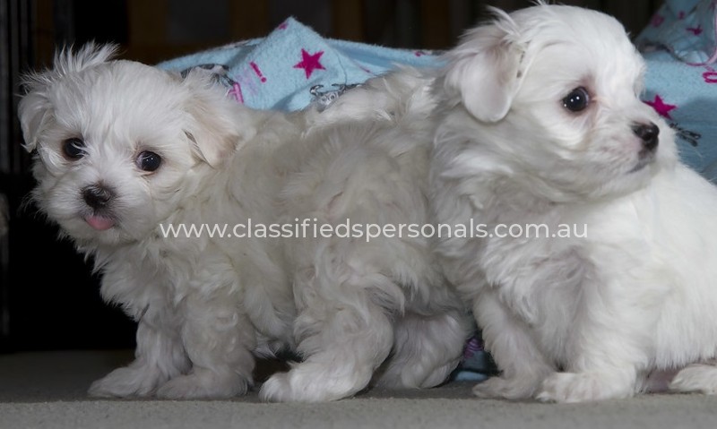 Maltese Puppies.'_'.1
