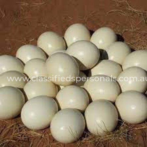 Fertile parrot eggs for sale.'_'.2