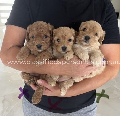 toy Cavoodle puppies.'_'.1
