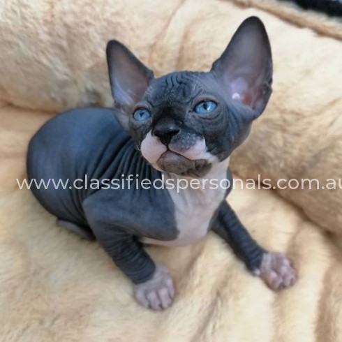 Sphynx Cats For Sale.'_'.1